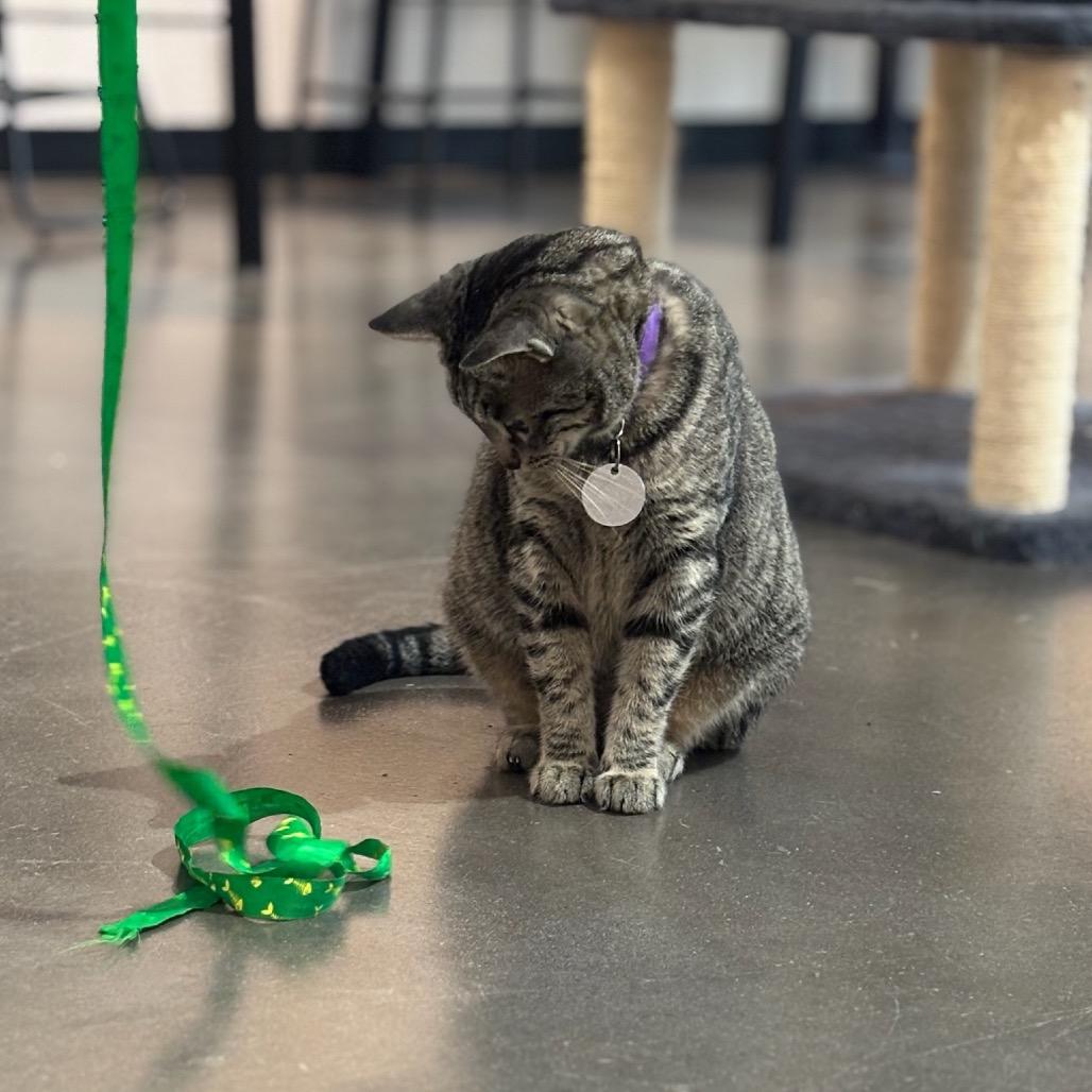 Kitty Finley, a Adoptable Domestic Short Hair in Katy, TX image 3/3