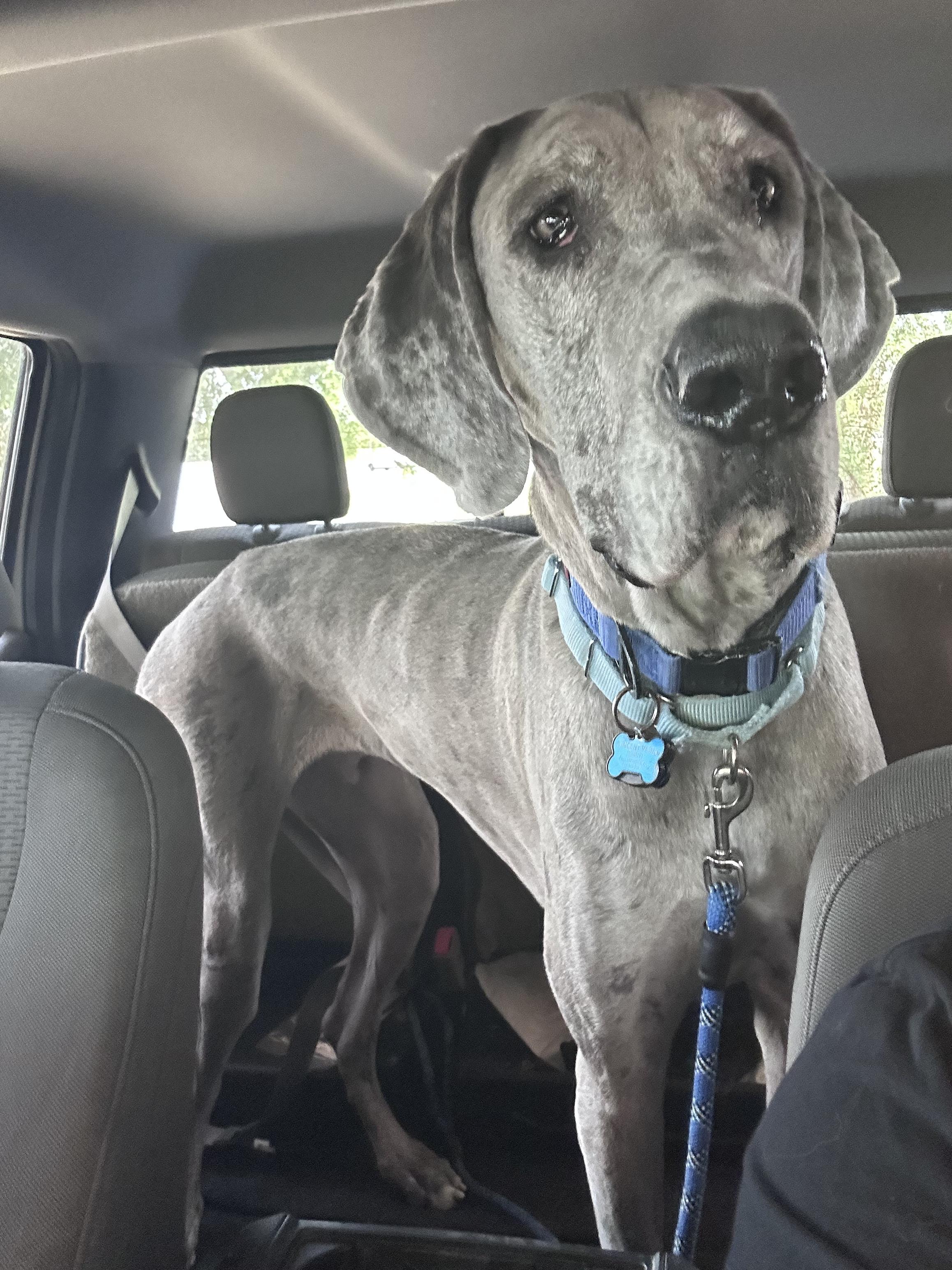 Reef, Adoptable, Adult Male Great Dane.