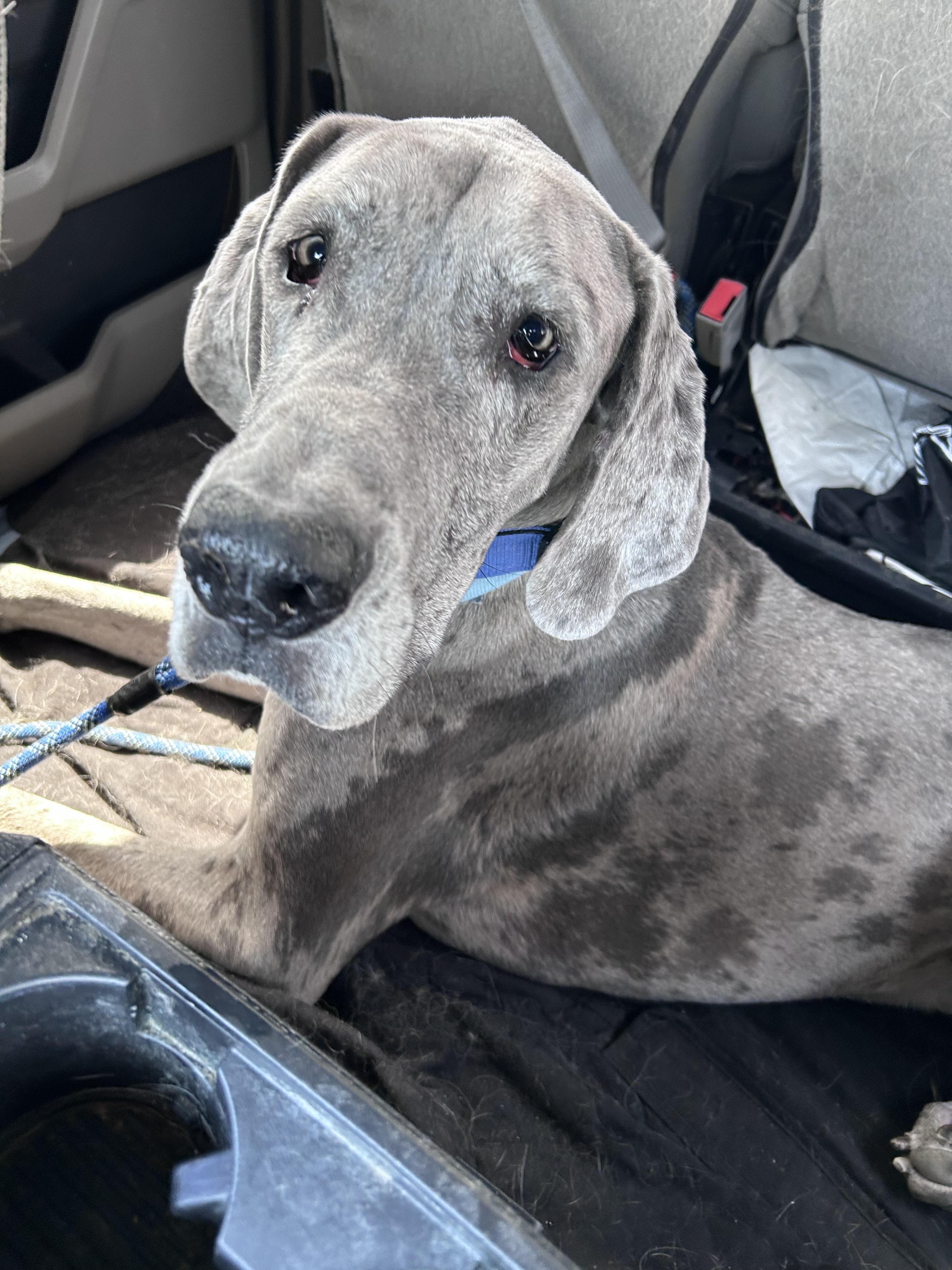 Enlarge Reef, a Adoptable Great Dane in Mesa, AZ image 2/6