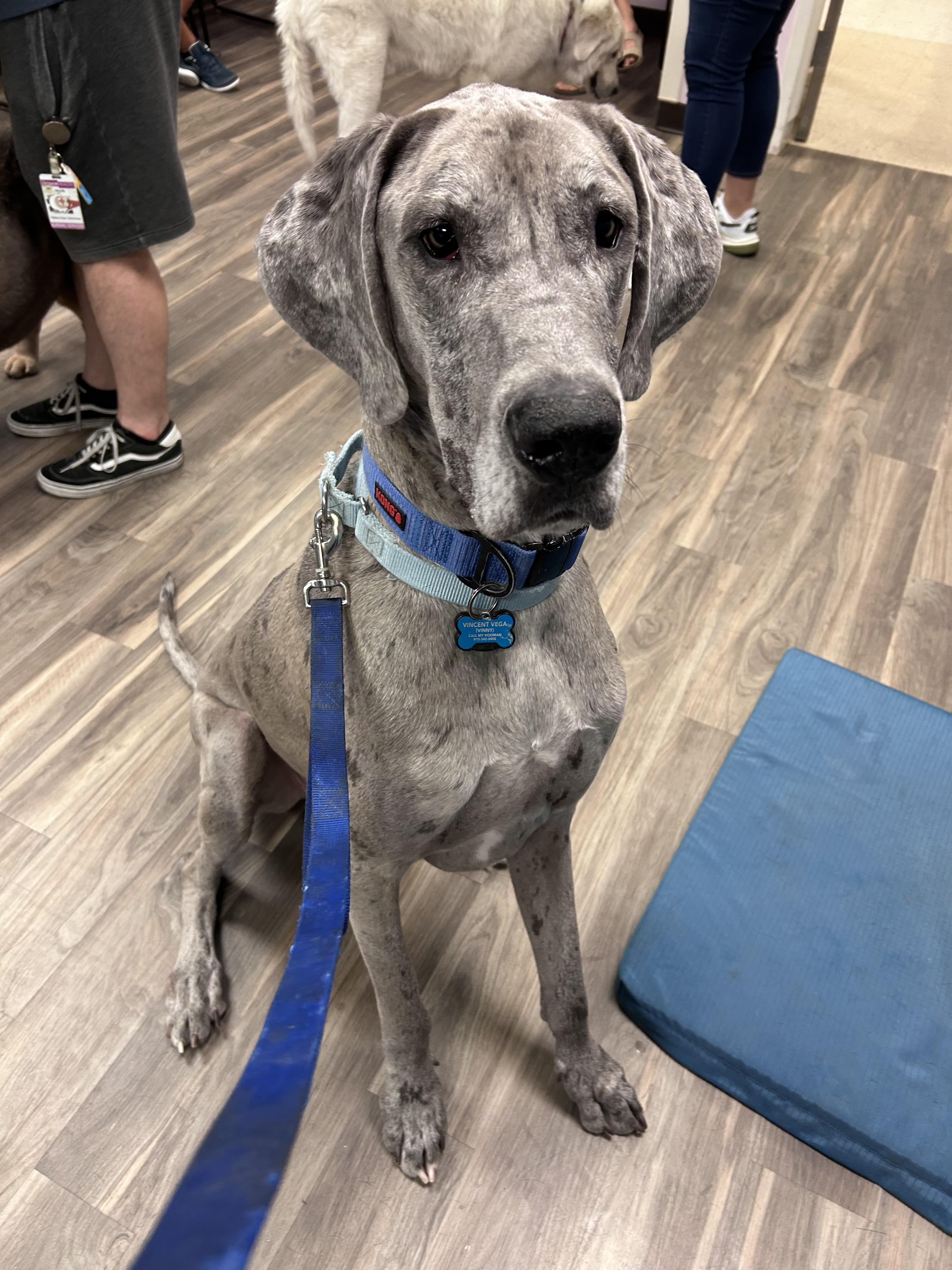 Enlarge Reef, a Adoptable Great Dane in Mesa, AZ image 3/6