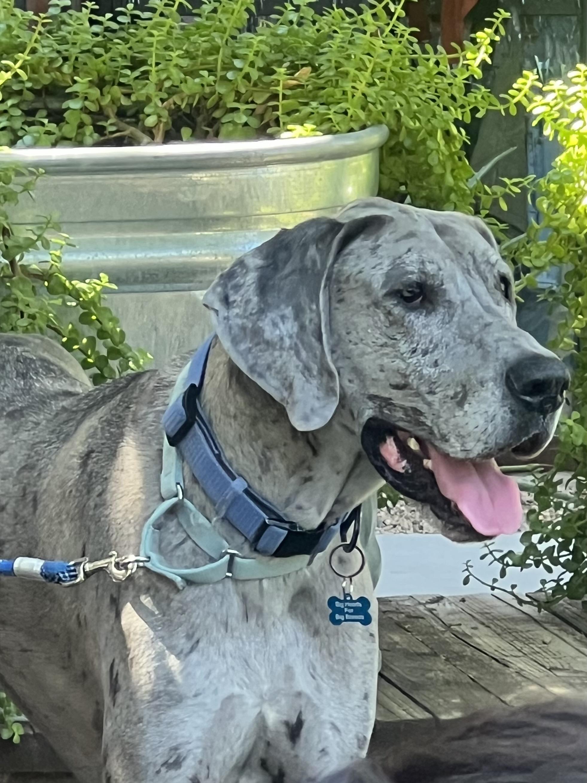 Enlarge Reef, a Adoptable Great Dane in Mesa, AZ image 4/6