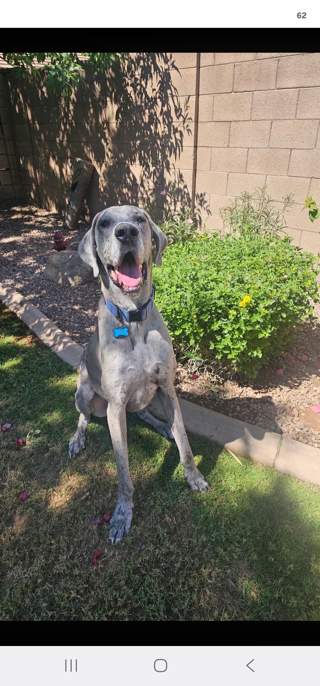 Enlarge Reef, a Adoptable Great Dane in Mesa, AZ image 5/6