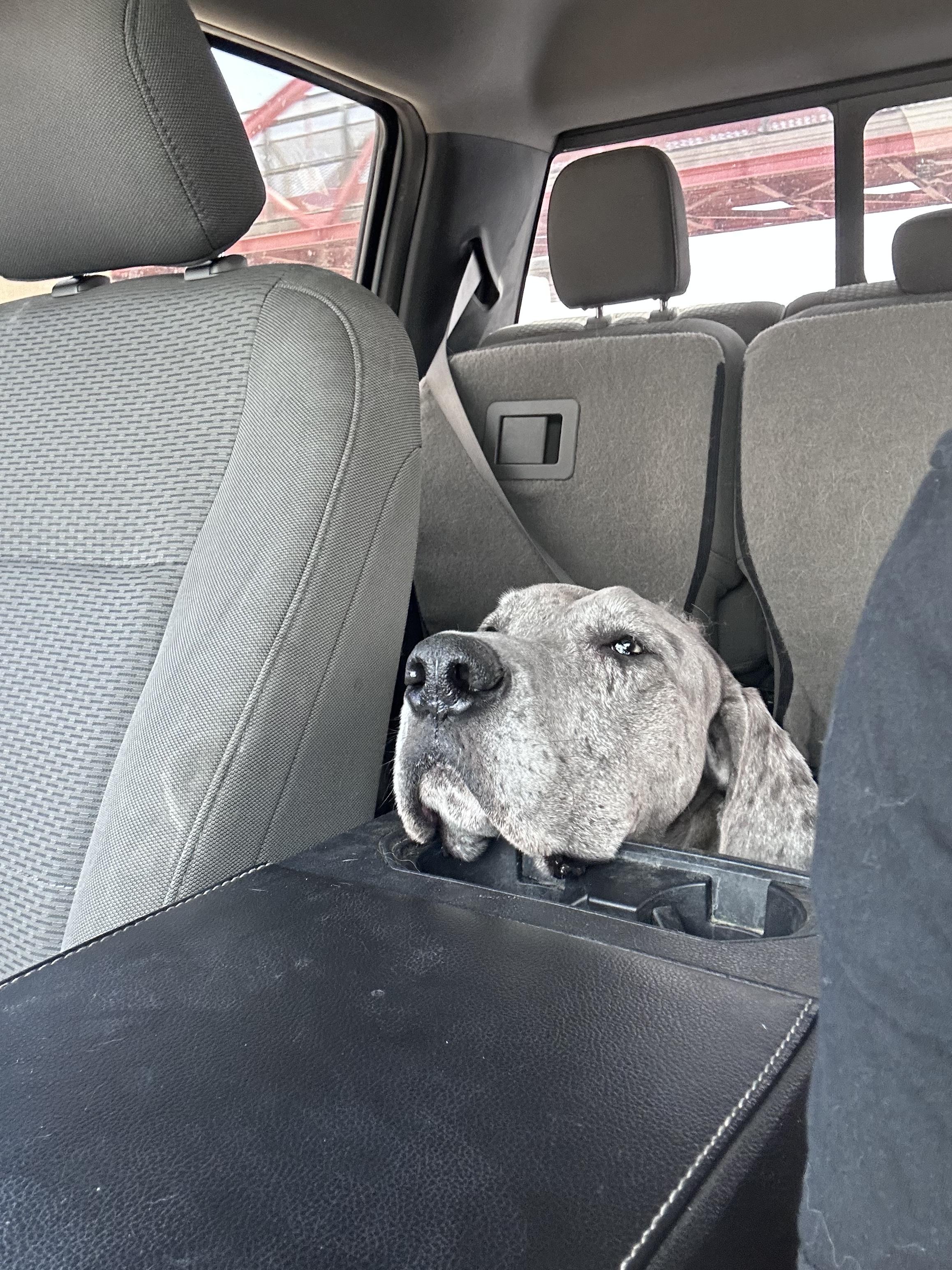 Enlarge Reef, a Adoptable Great Dane in Mesa, AZ image 6/6
