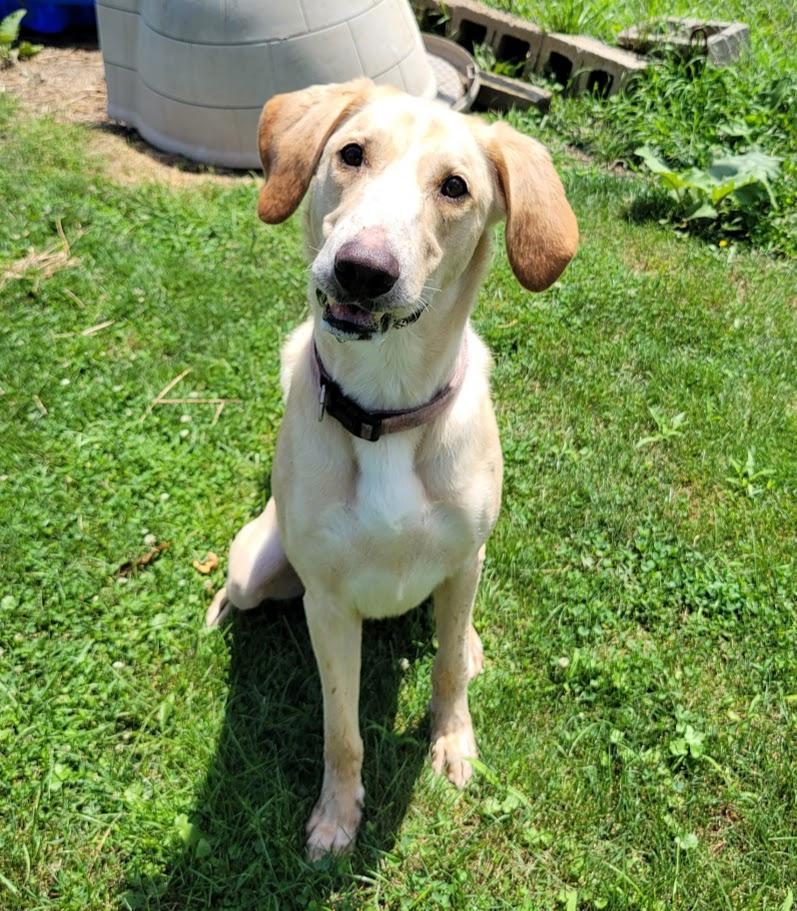 Lucky, ADOPTABLE, Adult Male Labrador Retriever & Treeing Walker Coonhound.
