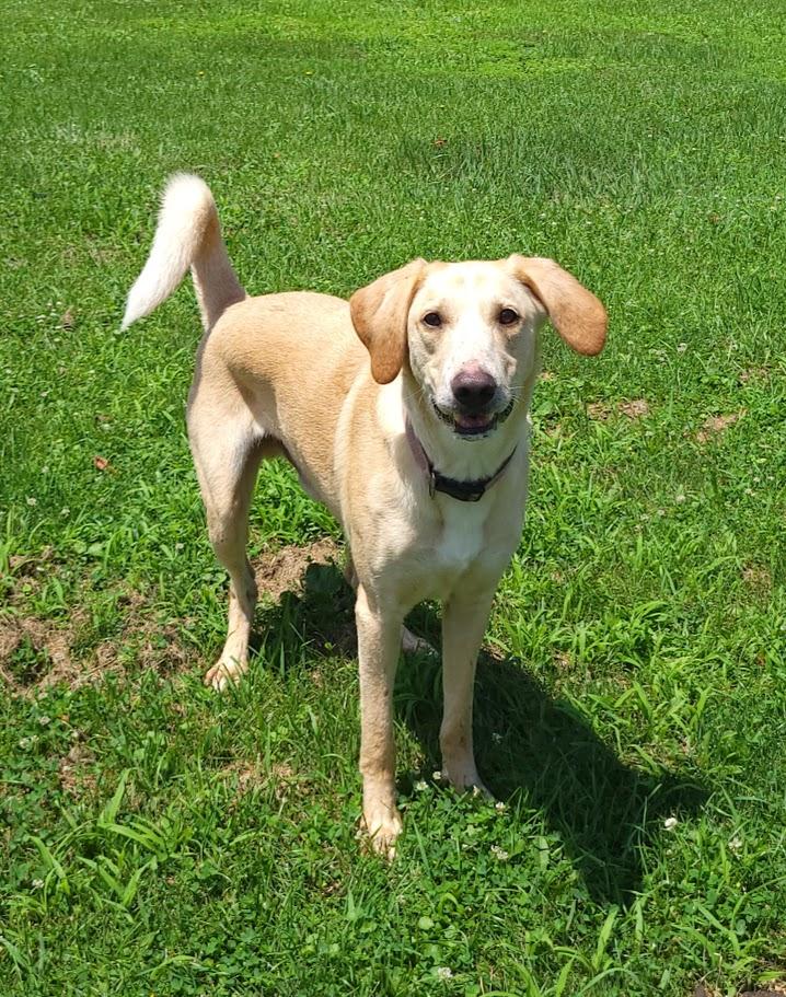 Lucky, a ADOPTABLE mixed breed in Lisbon, OH image 2/2