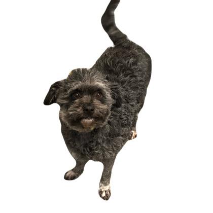 Caroline, adopted, Adult Female Miniature Poodle.