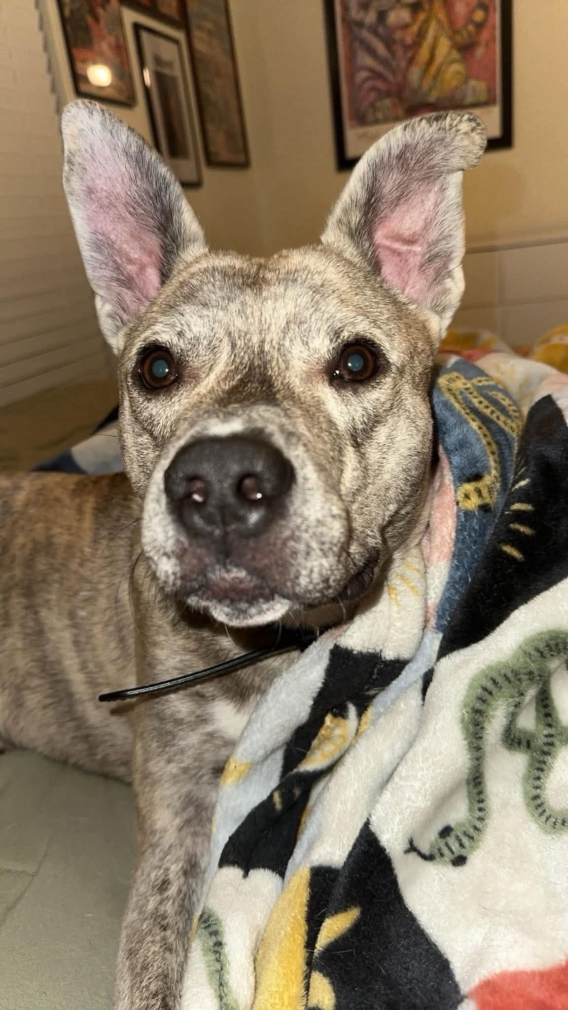 Gravy, an adopted Mixed Breed in Baton Rouge, LA image 1/4