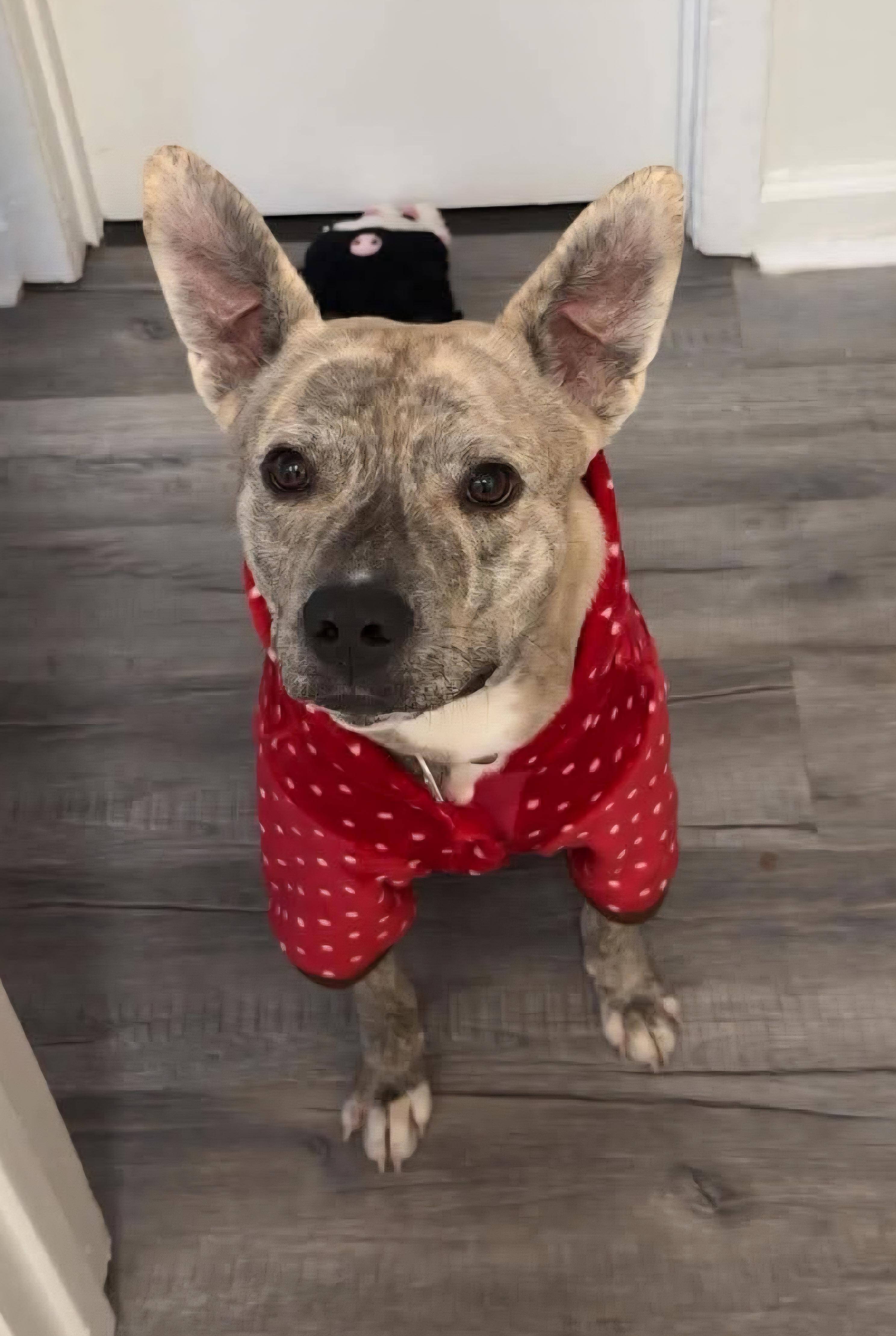 Gravy, an adopted Mixed Breed in Baton Rouge, LA image 2/4