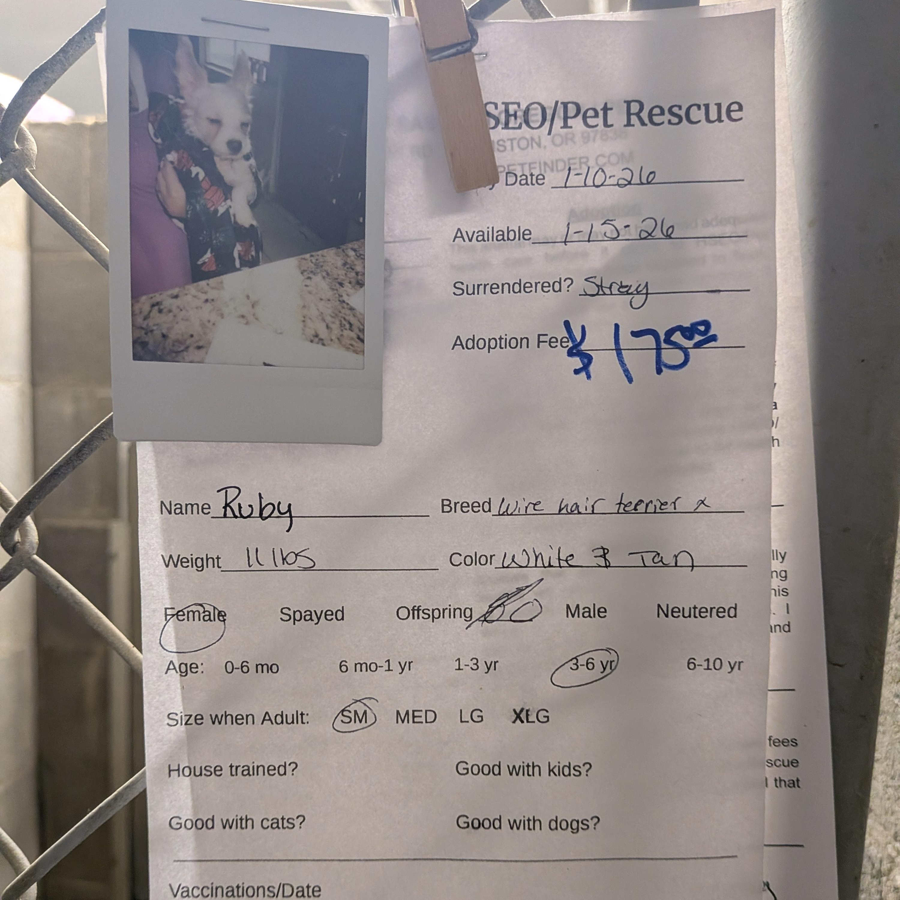 Enlarge Ruby, a ADOPTABLE mixed breed in Hermiston, OR image 3/3