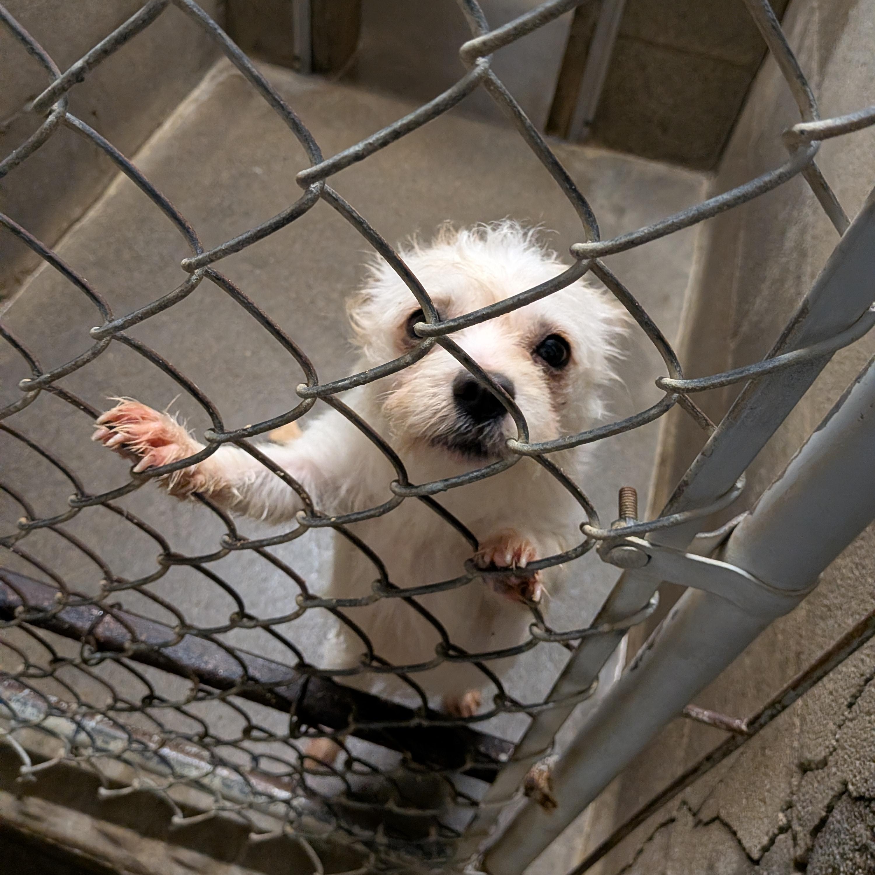 Enlarge Ruby, a ADOPTABLE mixed breed in Hermiston, OR image 1/3