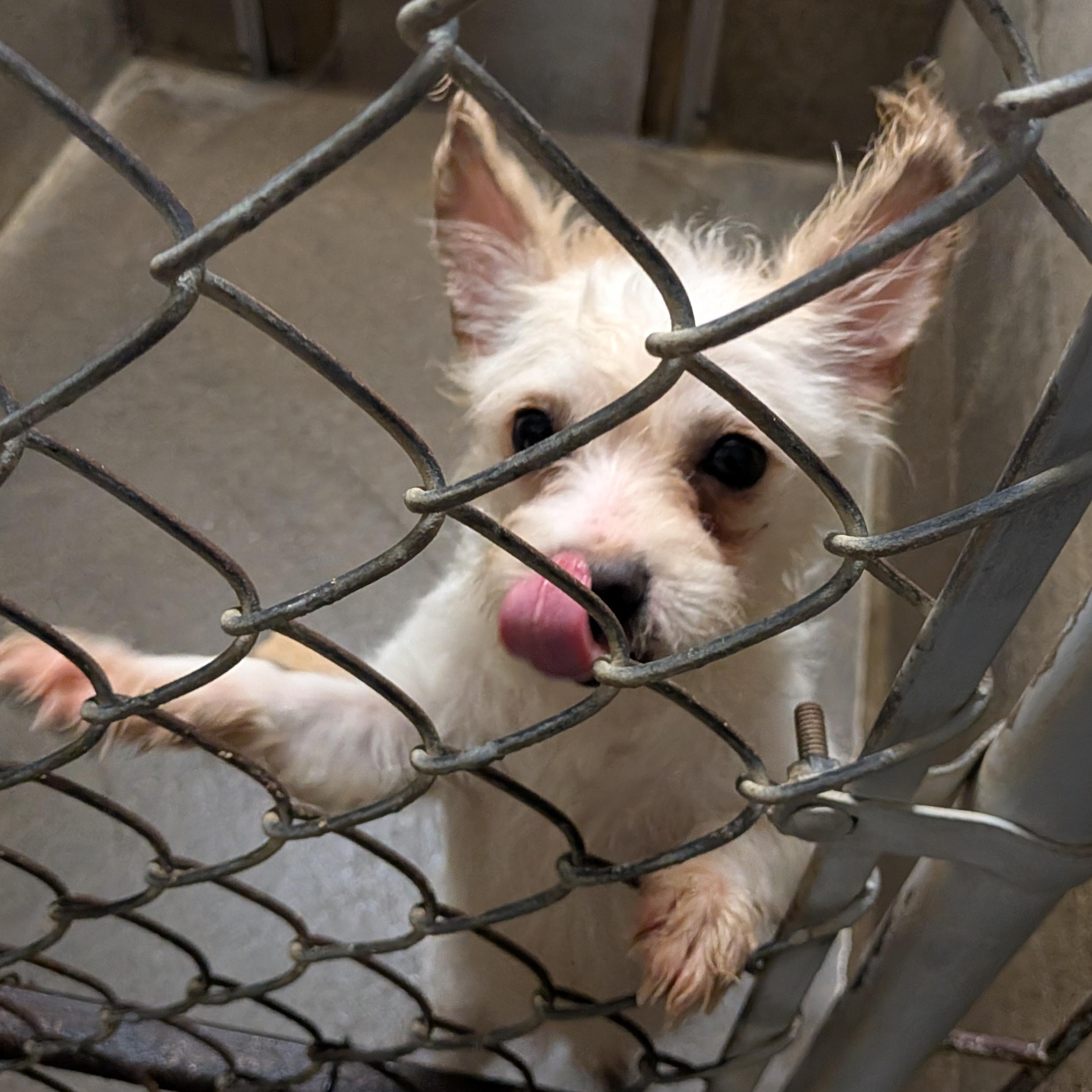 Enlarge Ruby, a ADOPTABLE mixed breed in Hermiston, OR image 2/3