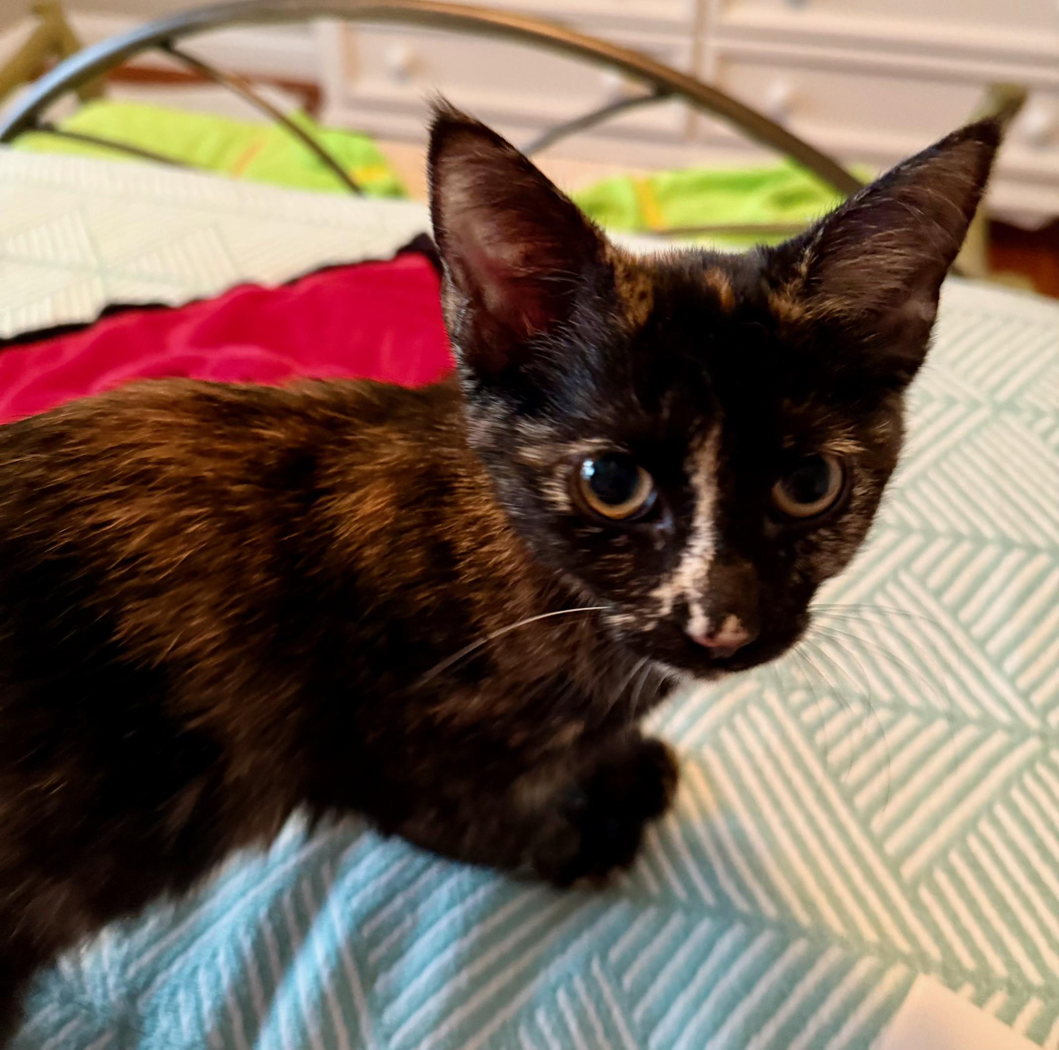 Ethel - Cuteness Overload - 6 Months Kitten, ADOPTABLE, Kitten Female American Shorthair.