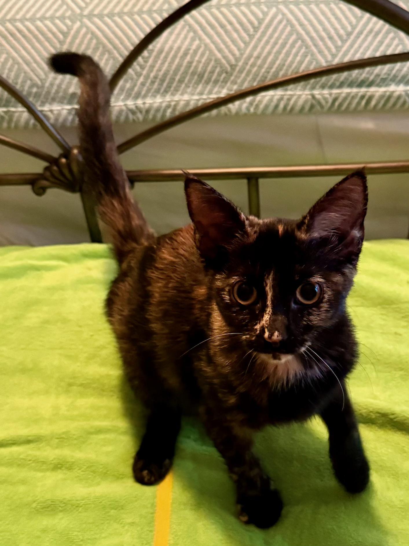 Enlarge Ethel - Cuteness Overload - 6 Months Kitten, a ADOPTABLE American Shorthair in Bristow, VA image 3/3