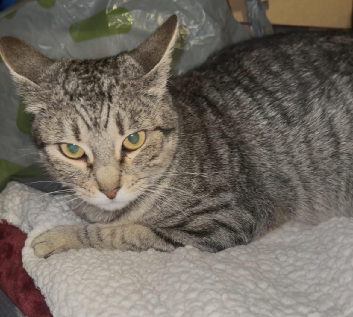 Monet, adopted, Adult Female Tabby.