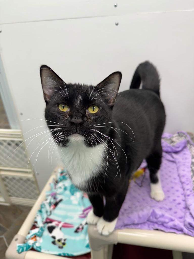 Enlarge Jupiter, a Adoptable mixed breed in Shorewood, IL image 1/4