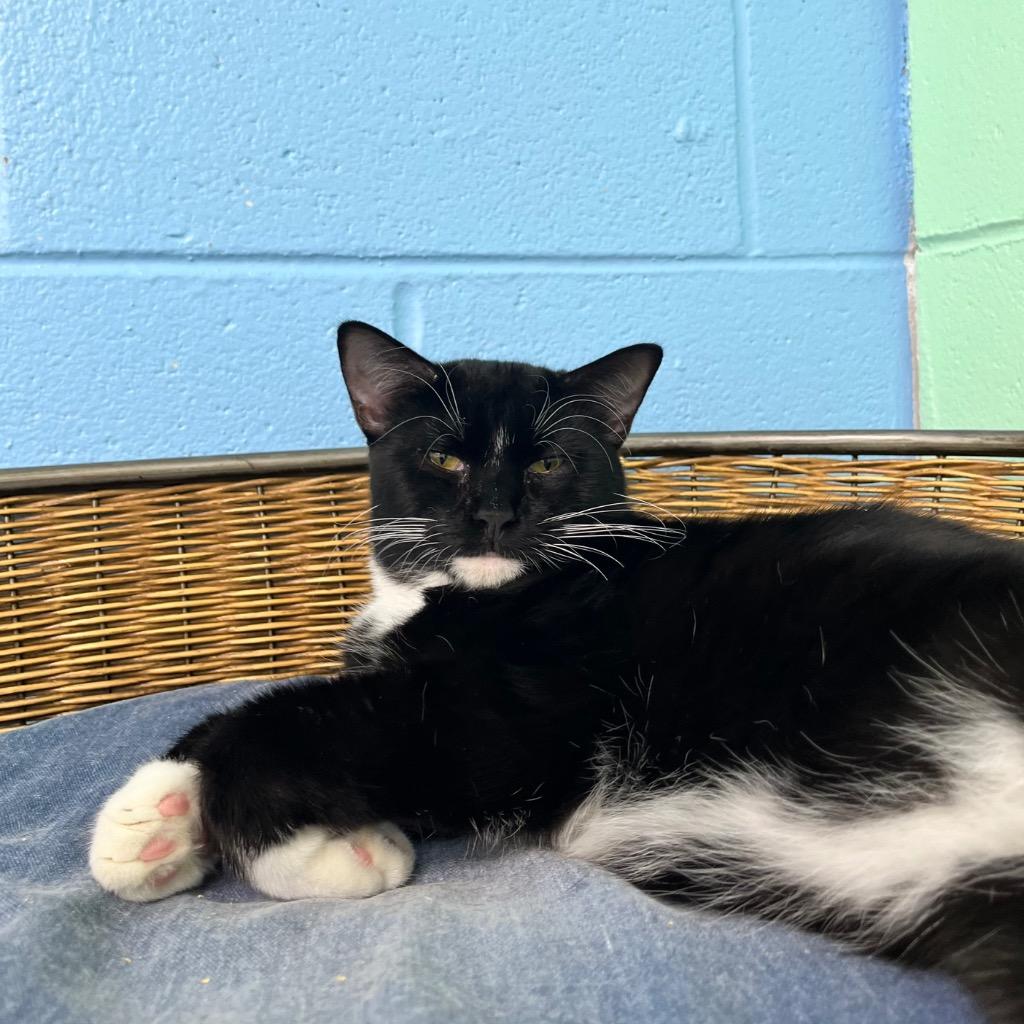 Enlarge Jupiter, a Adoptable mixed breed in Shorewood, IL image 2/4