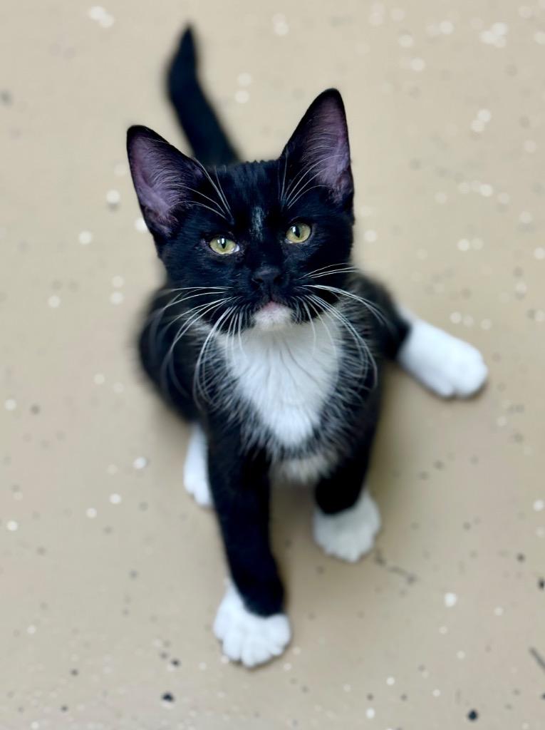 Enlarge Jupiter, a Adoptable mixed breed in Shorewood, IL image 4/4