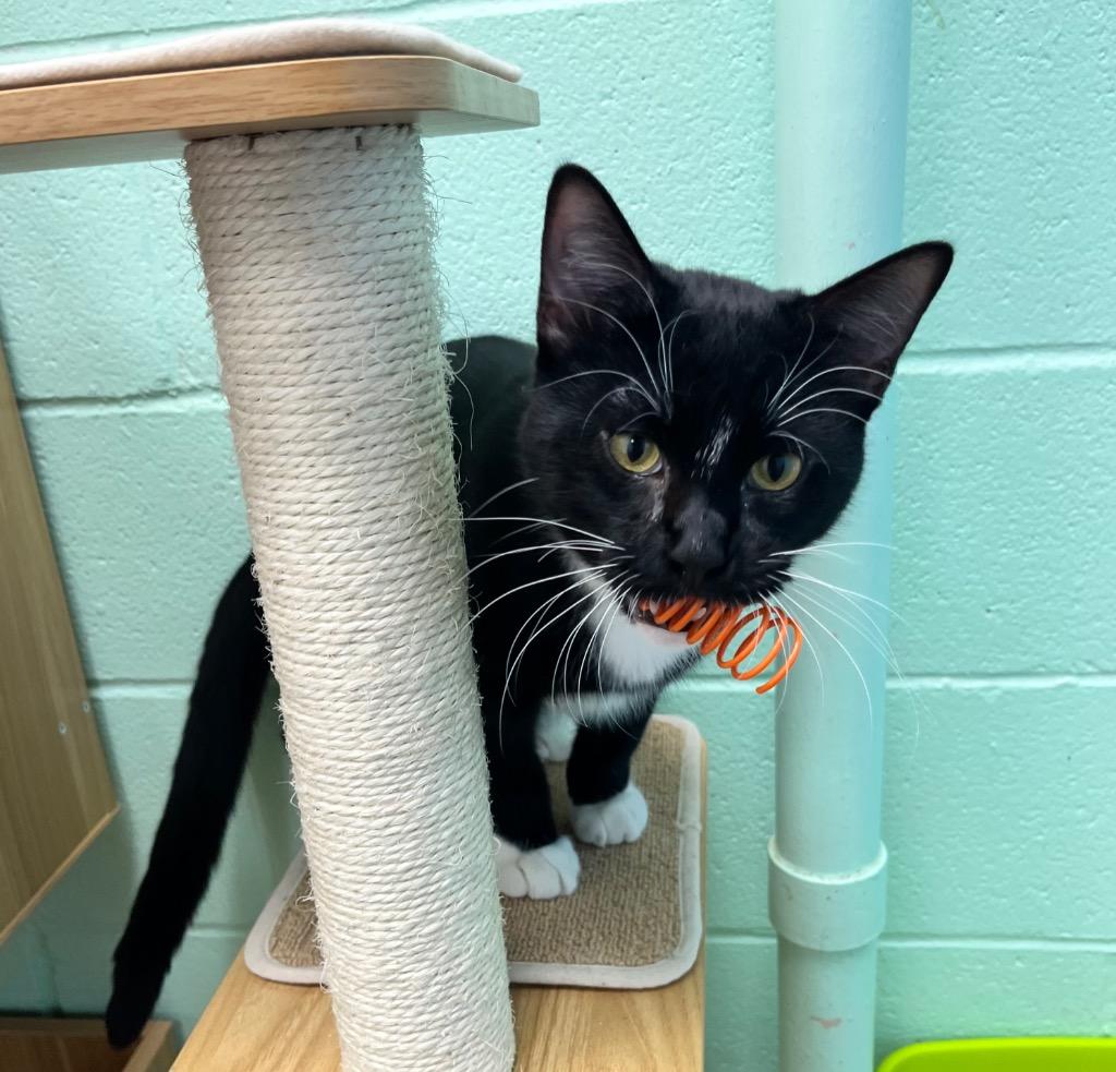 Enlarge Jupiter, a Adoptable mixed breed in Shorewood, IL image 3/3