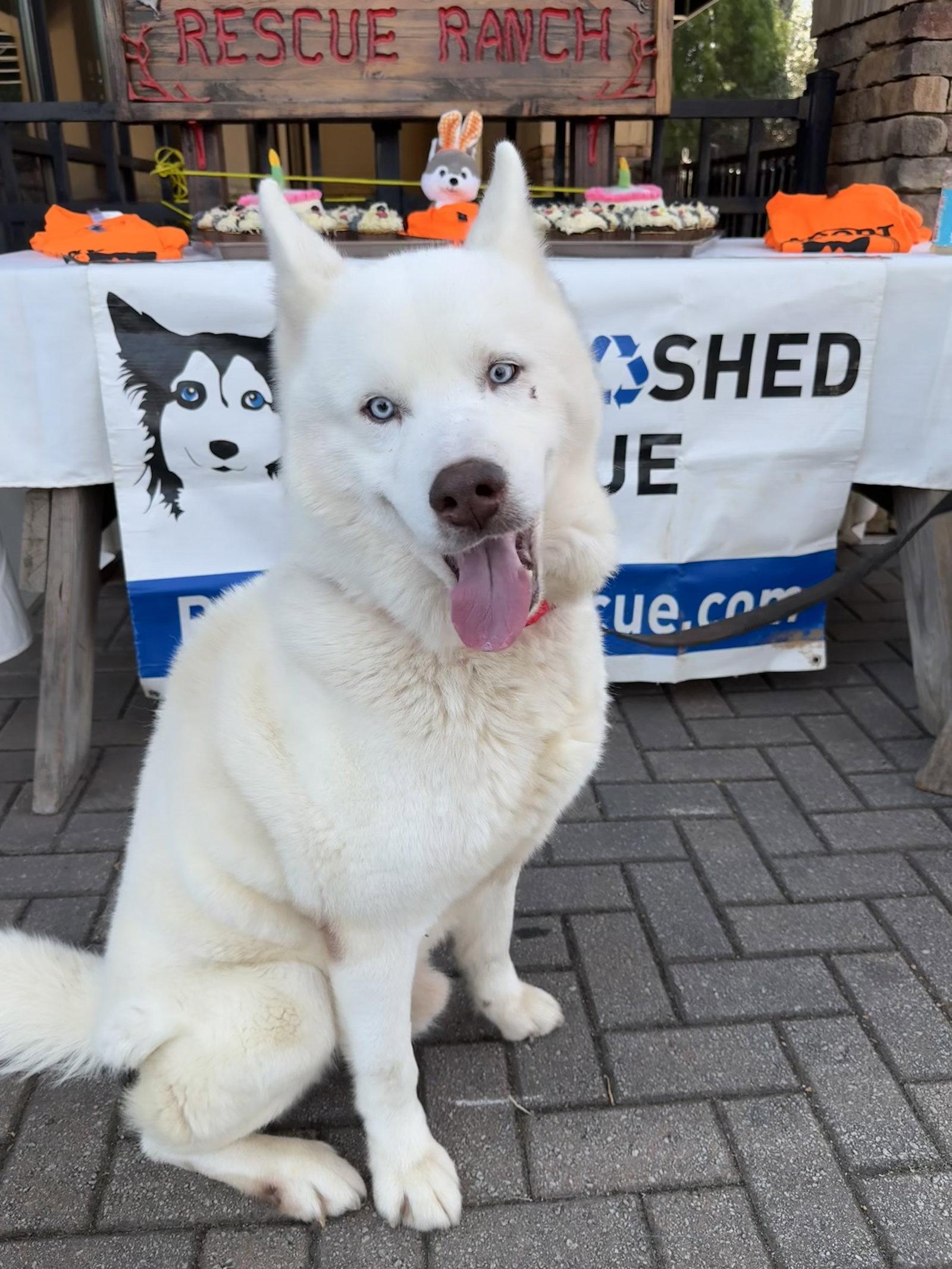 Enlarge Abel, a Adoptable Siberian Husky in Cumming, GA image 1/3