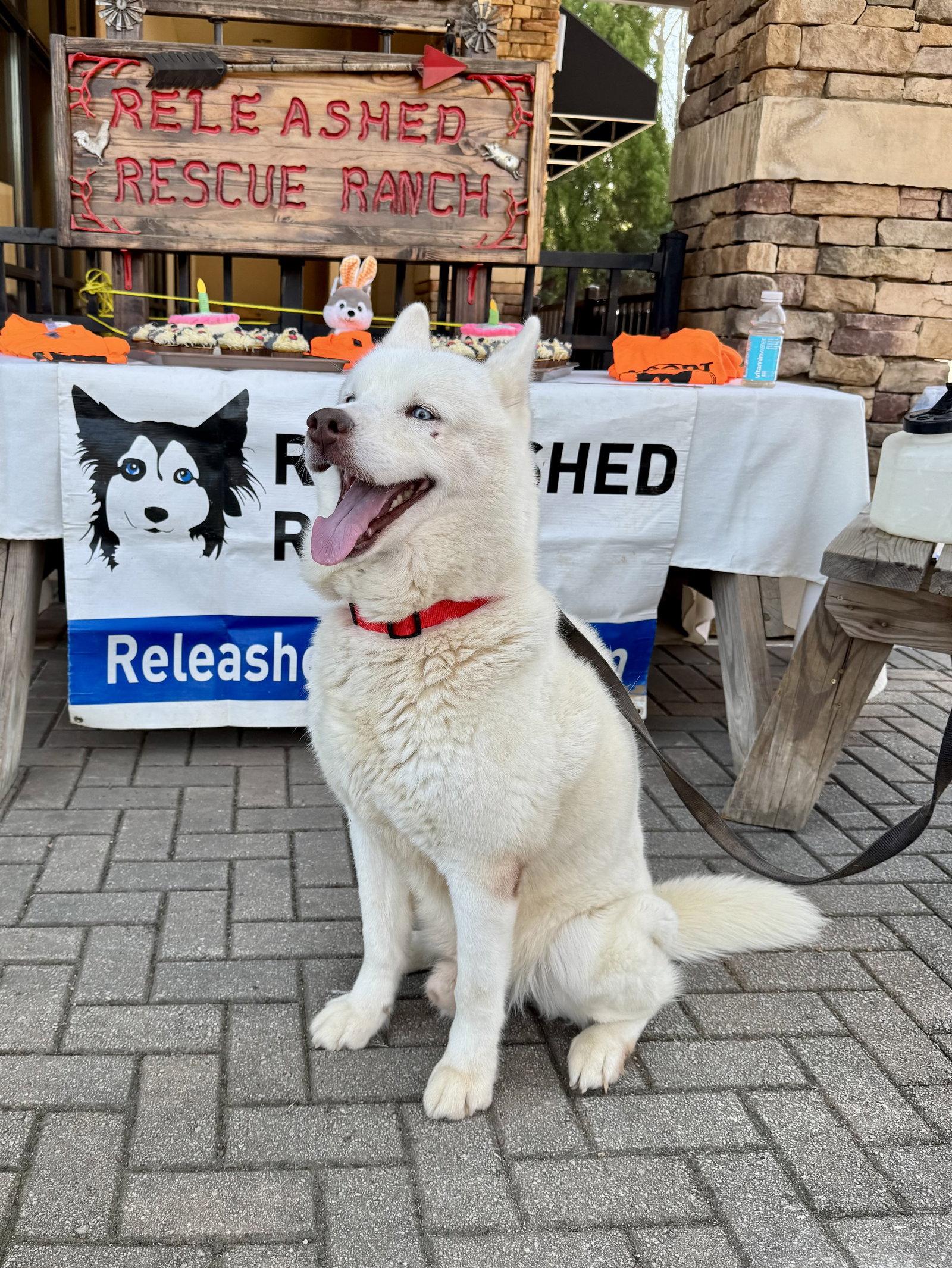 Enlarge Abel, a Adoptable Siberian Husky in Cumming, GA image 2/3