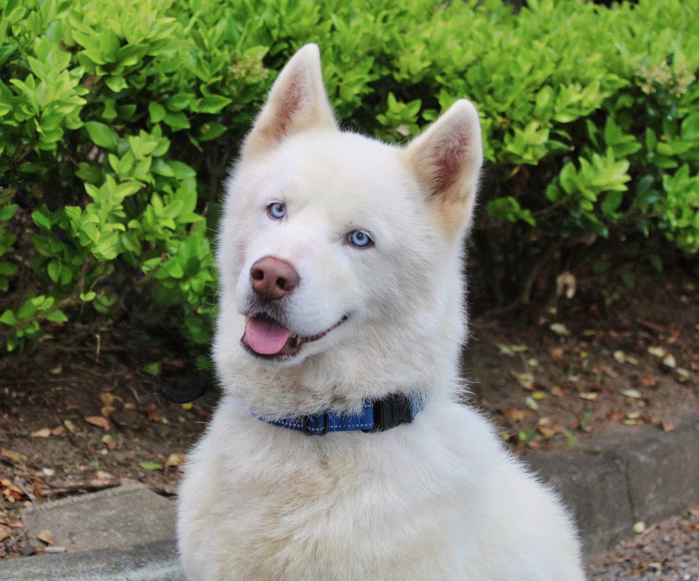 Abel, a Adoptable Siberian Husky in Cumming, GA image 1/3