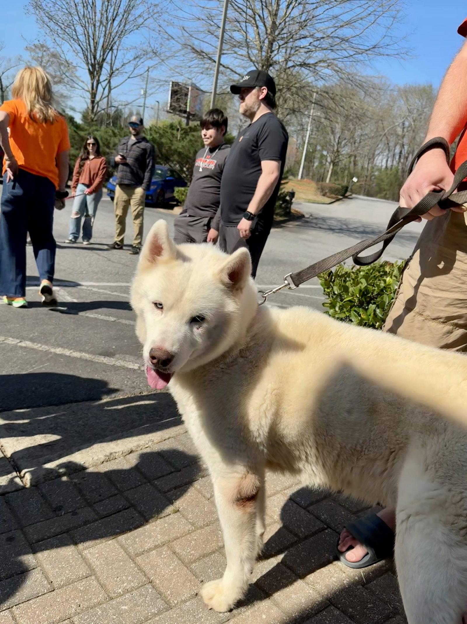 Enlarge Abel, a Adoptable Siberian Husky in Cumming, GA image 3/3