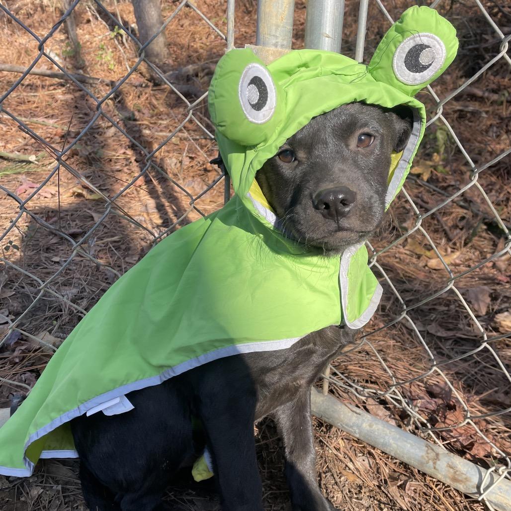 Enlarge Basil, a Adoptable mixed breed in Parrish, AL image 3/6