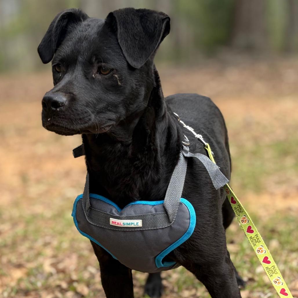 Enlarge Basil, a Adoptable Black Labrador Retriever in Parrish, AL image 4/6