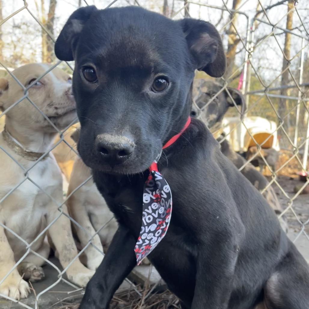Basil, a Adoptable mixed breed in Parrish, AL image 3/4