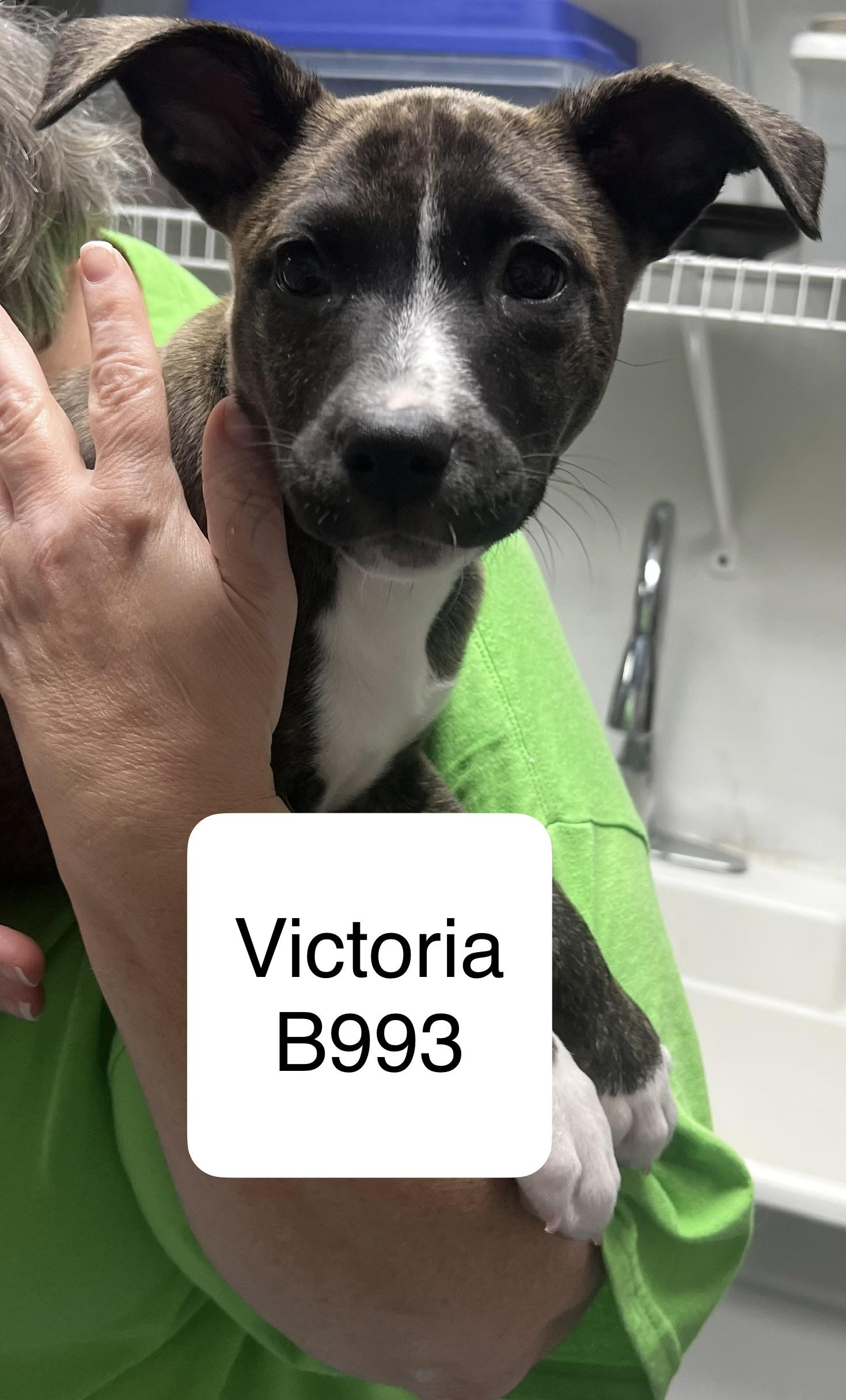 Victoria, ADOPTABLE, Puppy Female Terrier & Labrador Retriever.