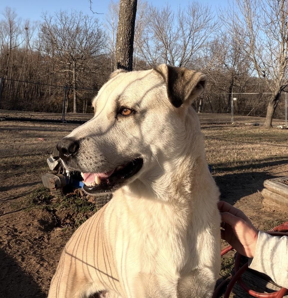 Enlarge Samson, a Adoptable mixed breed in Tulsa, OK image 1/4