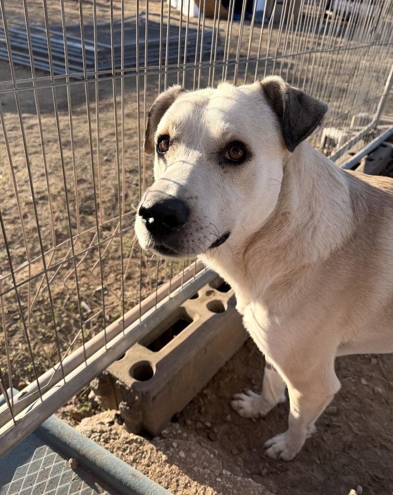 Enlarge Samson, a Adoptable mixed breed in Tulsa, OK image 2/4