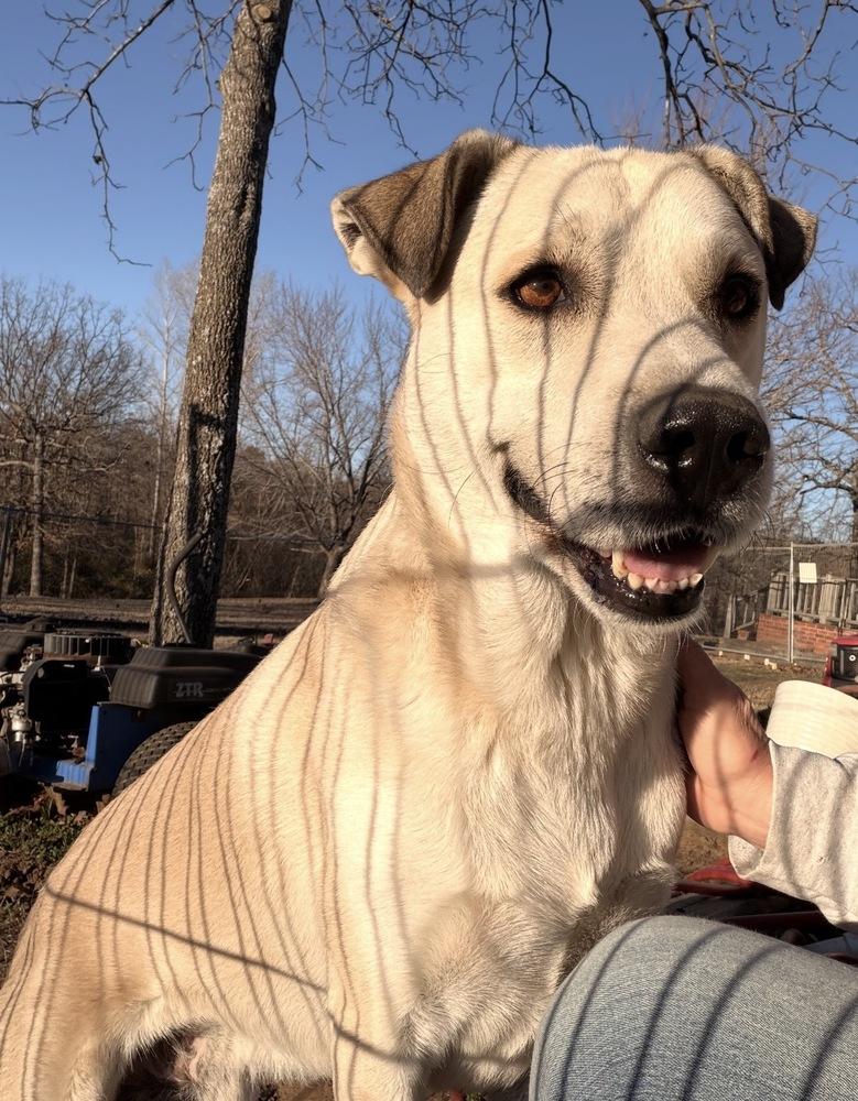 Enlarge Samson, a Adoptable mixed breed in Tulsa, OK image 3/4
