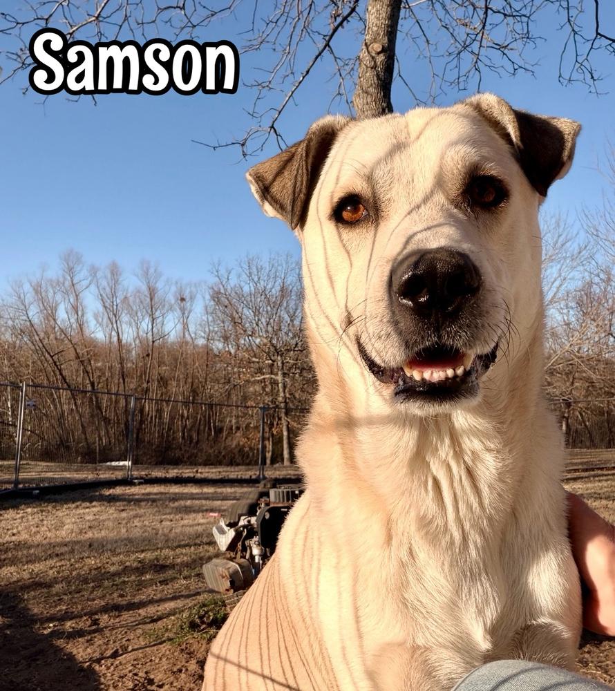 Enlarge Samson, a Adoptable mixed breed in Tulsa, OK image 4/4
