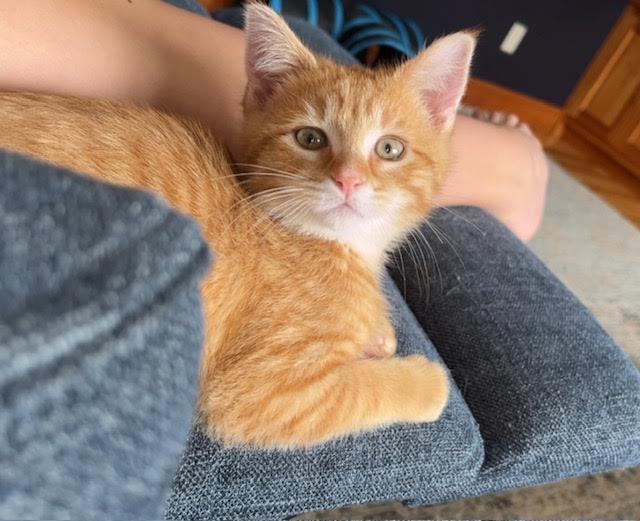 David, a Adopted mixed breed in Mankato, MN image 1/3