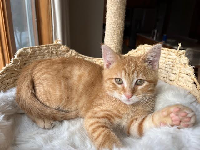 David, a Adopted mixed breed in Mankato, MN image 2/3