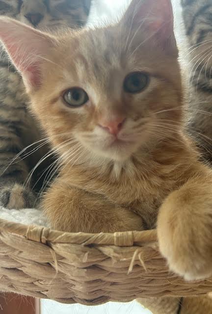 David, a Adopted mixed breed in Mankato, MN image 3/3