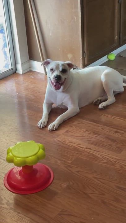 Enlarge Sayde, a Adopted mixed breed in Floresville, TX video 6/11