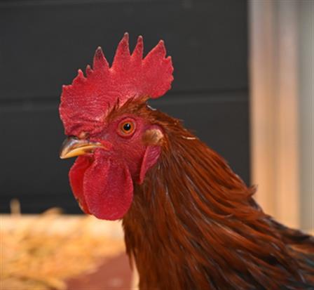 Enlarge CROW, a Adoptable Chicken in Loveland, CO image 1/1