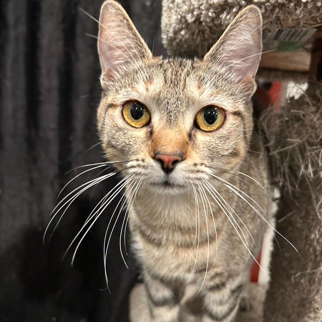 Enlarge Biscuit, a Adoptable Domestic Short Hair in Alexandria, VA image 1/1