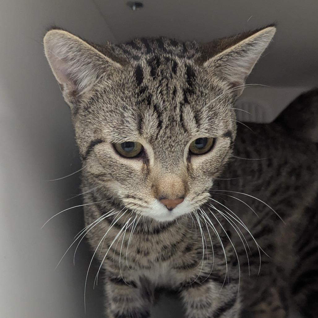 Felix, Adoptable, Adult Male Domestic Short Hair.