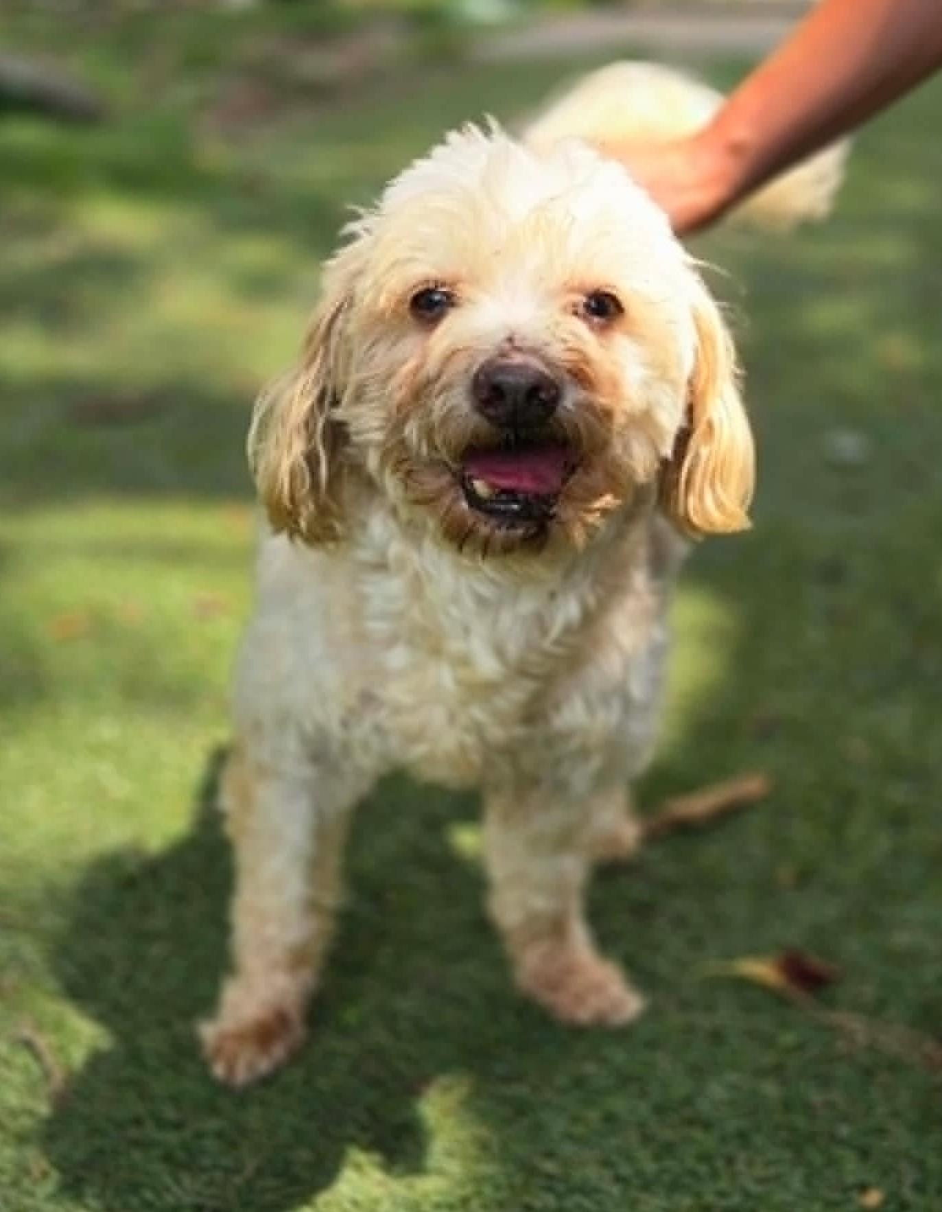 Chance, ADOPTABLE, Senior Male Bichon Frise.