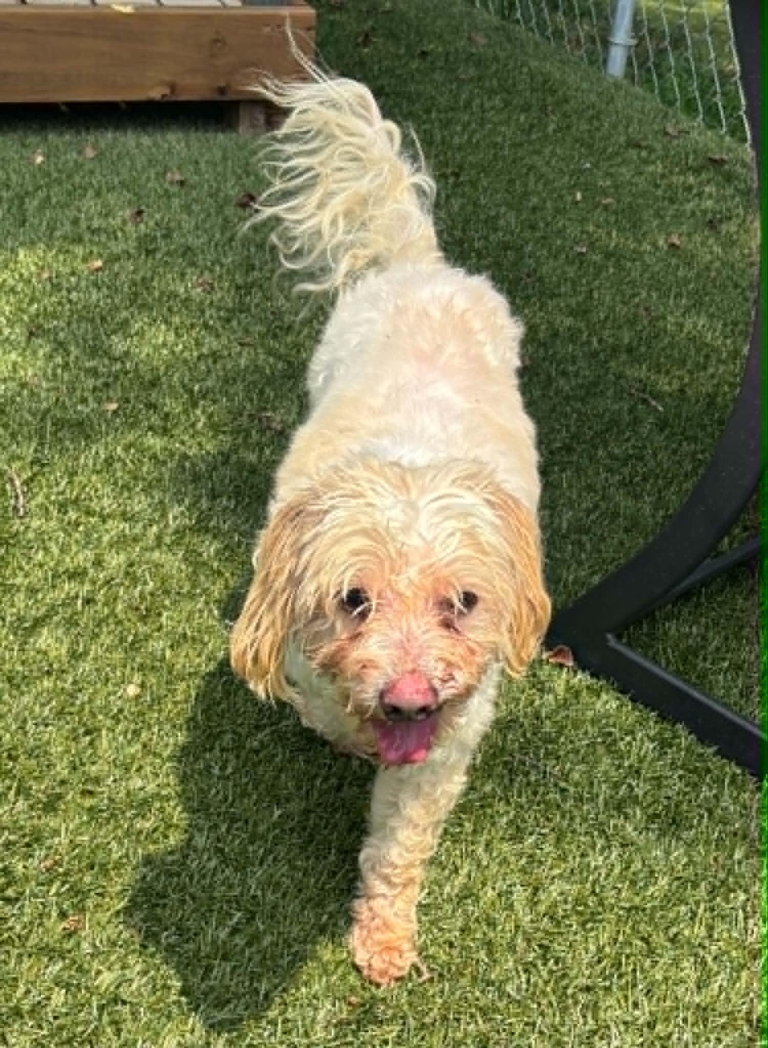 Enlarge Chance, a ADOPTABLE Bichon Frise in Independence, MO image 4/4