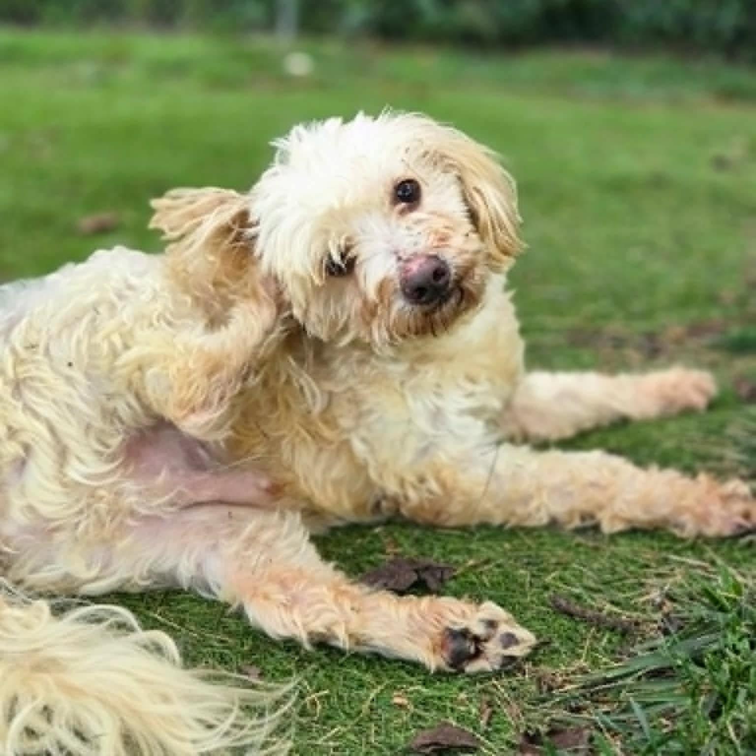 Enlarge Chance, a ADOPTABLE Bichon Frise in Independence, MO image 3/4