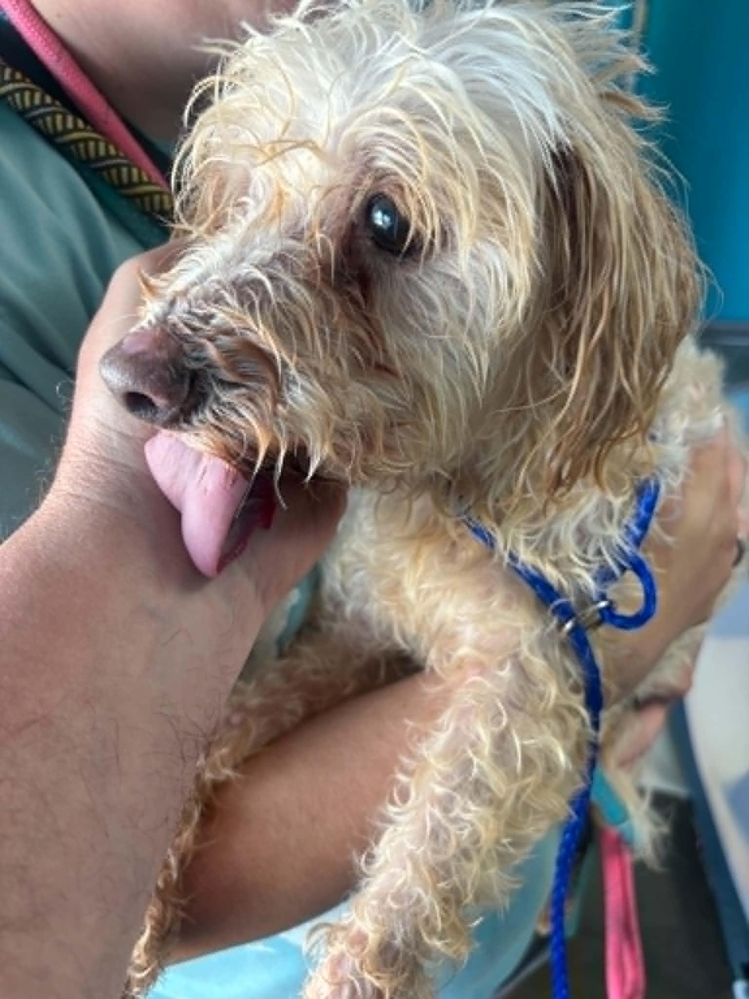 Enlarge Chance, a ADOPTABLE Bichon Frise in Independence, MO image 2/4