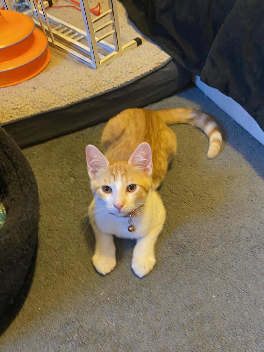 Mr Chomps