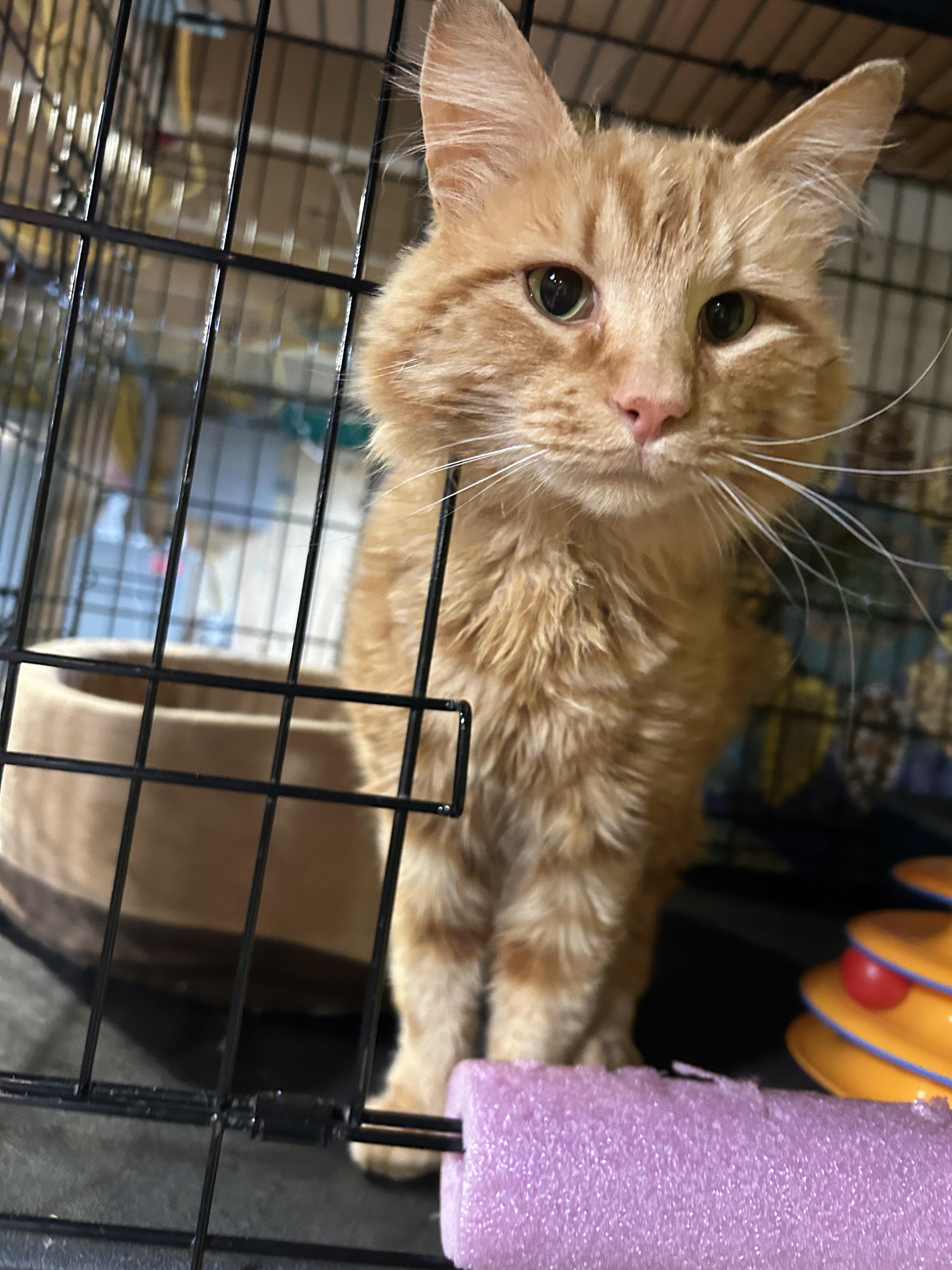 Samson, Adopted, Young Male Domestic Long Hair.