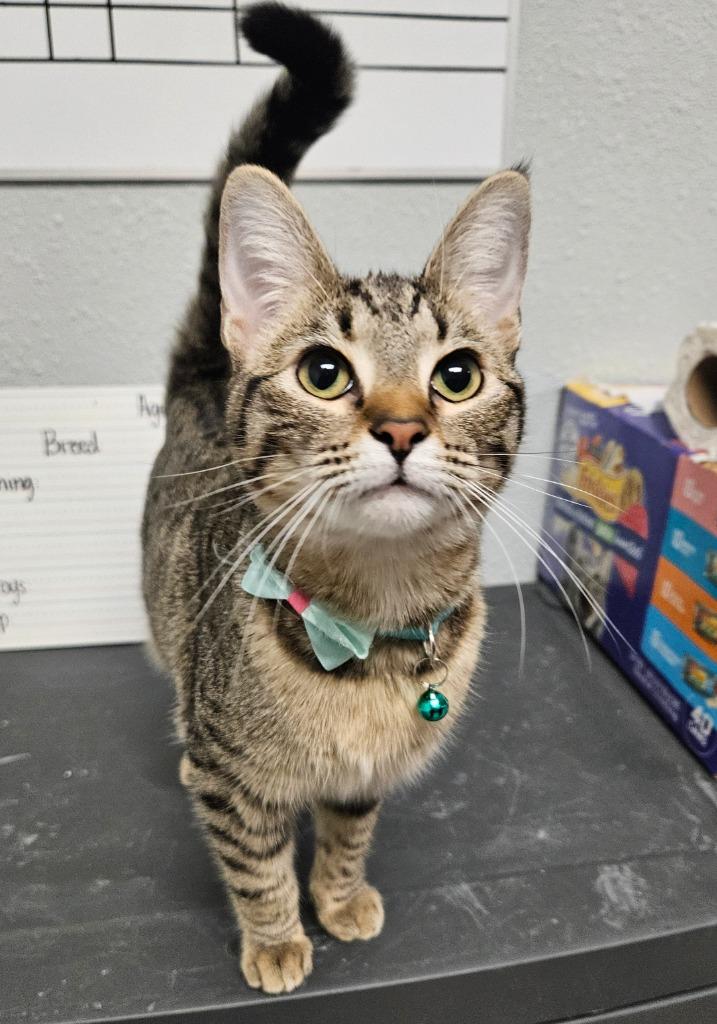 Sushi, Adopted, Adult Female Domestic Short Hair.