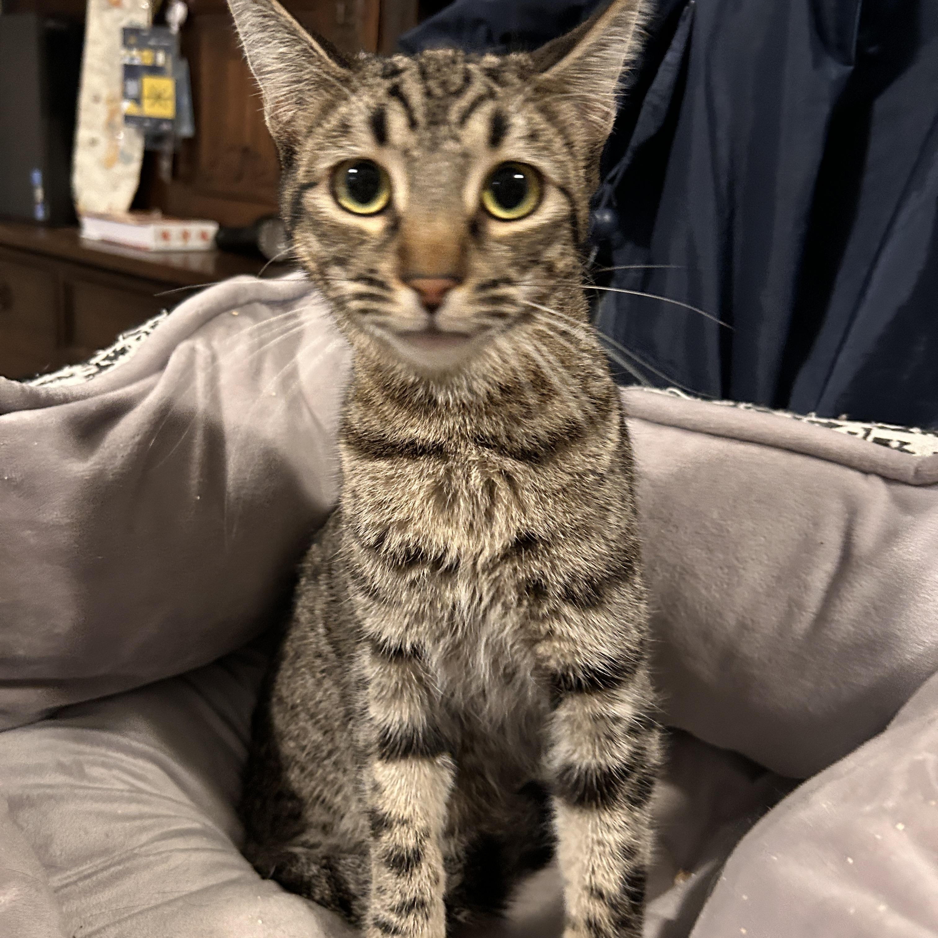 Diane, ADOPTABLE, Kitten Female Tabby.