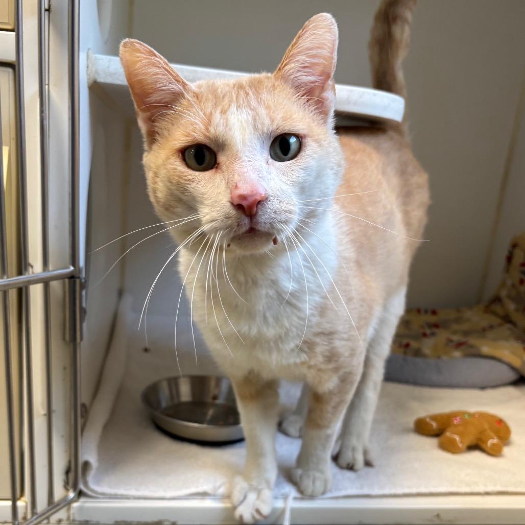 Xander, Adoptable, Adult Male Domestic Short Hair.